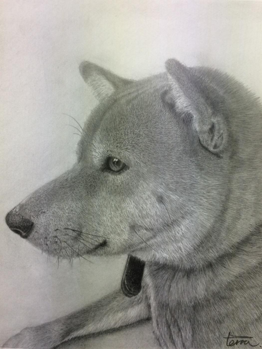 野口 雅史 鉛筆画 鉛筆画 柴犬 Http T Co Acqaaaunxe 野口 雅史 鉛筆画 鉛筆画 柴犬 Http T Co Acqaaaunxe