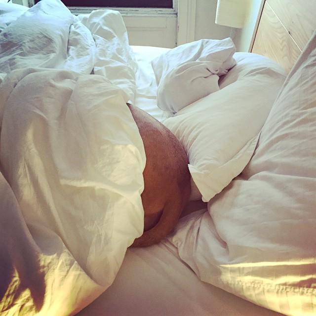 ellecheese's tweet photo. #tipsfordogs when sneaking into hooman bed, covering your head may not result in adequate β¦ http://t.co/eyvtXTmR50 http://t.co/owrwOIH4by