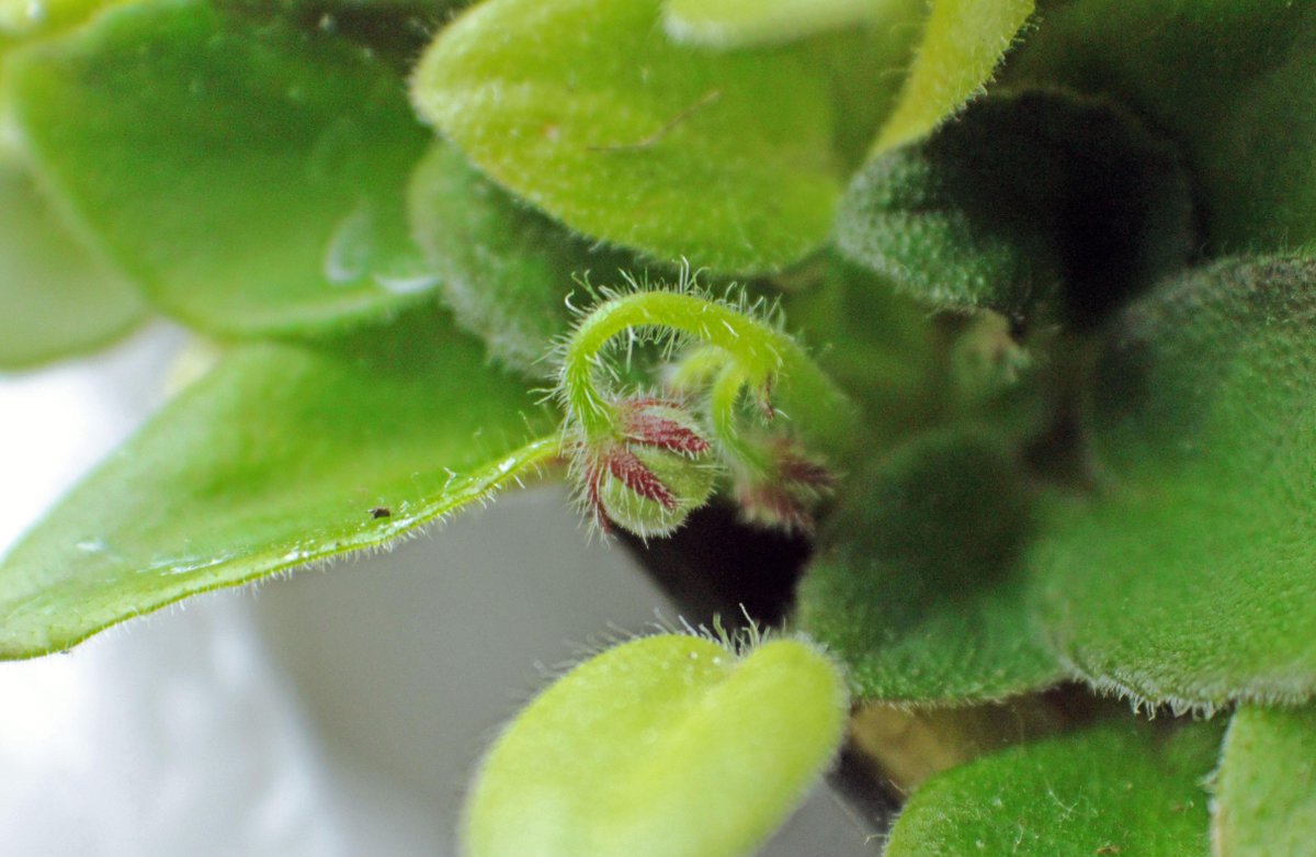 BreezyRivulet's tweet photo. New bud after the rain
#nifkin #cf122 #africanviolet #spring #flowerbud #flora http://t.co/zJXxtCDQCN