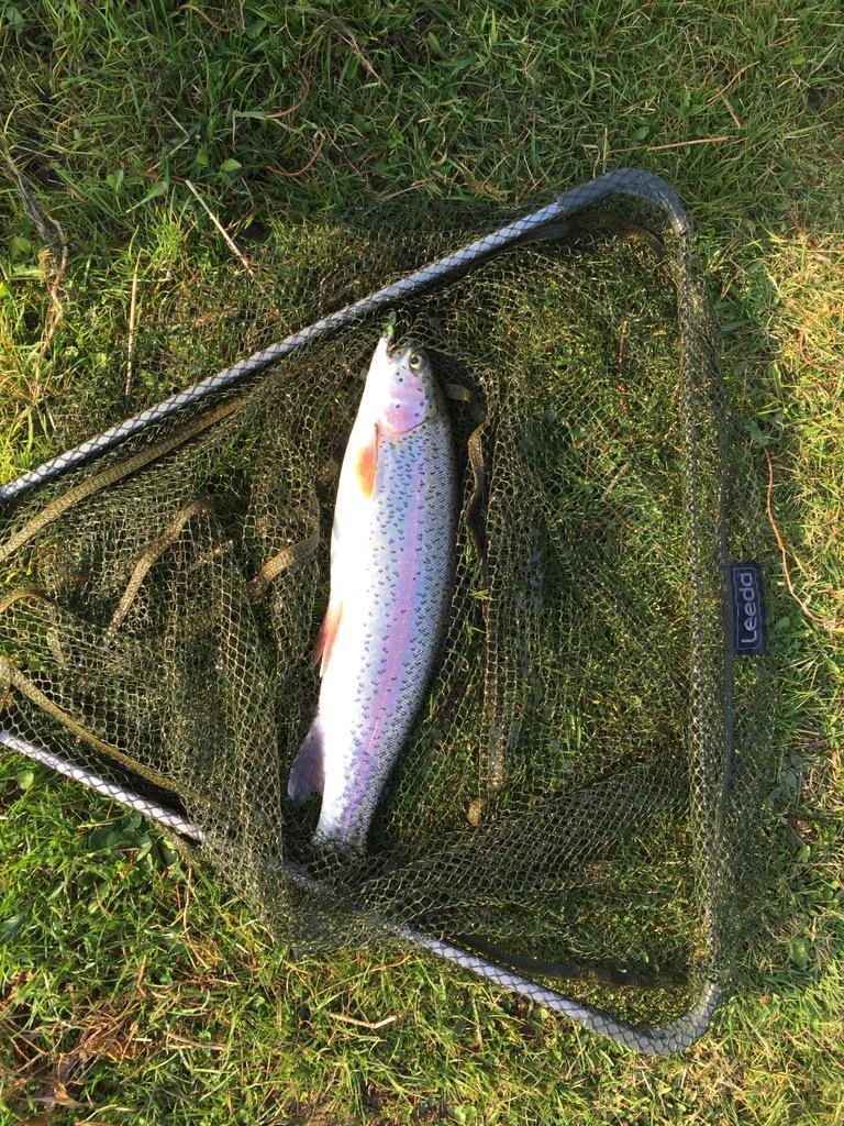 SDonagain's tweet photo. Top troot @jardineflyfish @fishingscotland @FishinQuotes @AlaskaFlyFishng #flyfishing http://t.co/yI3dw4iMxS