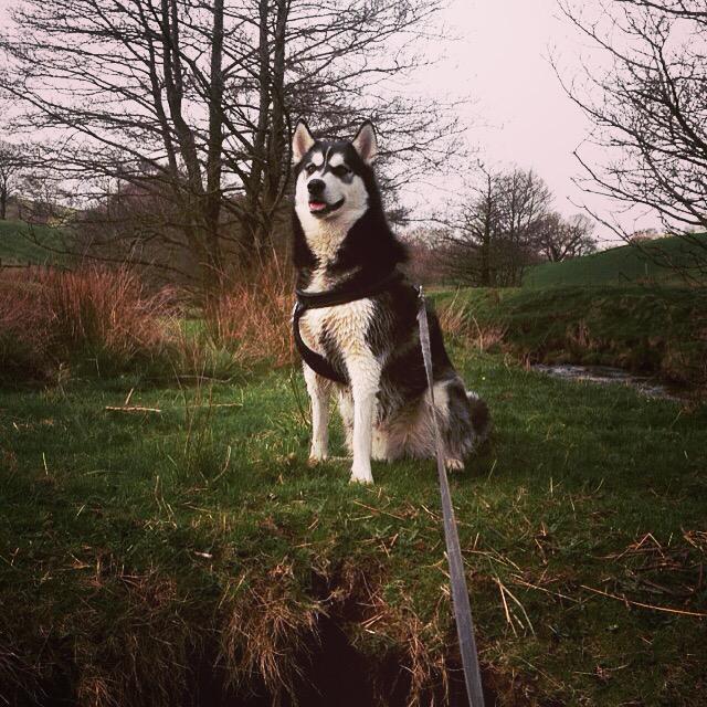JamieBlezard91's tweet photo. My right hand wolf of the pack! 🐕 http://t.co/gi3sxibdy5