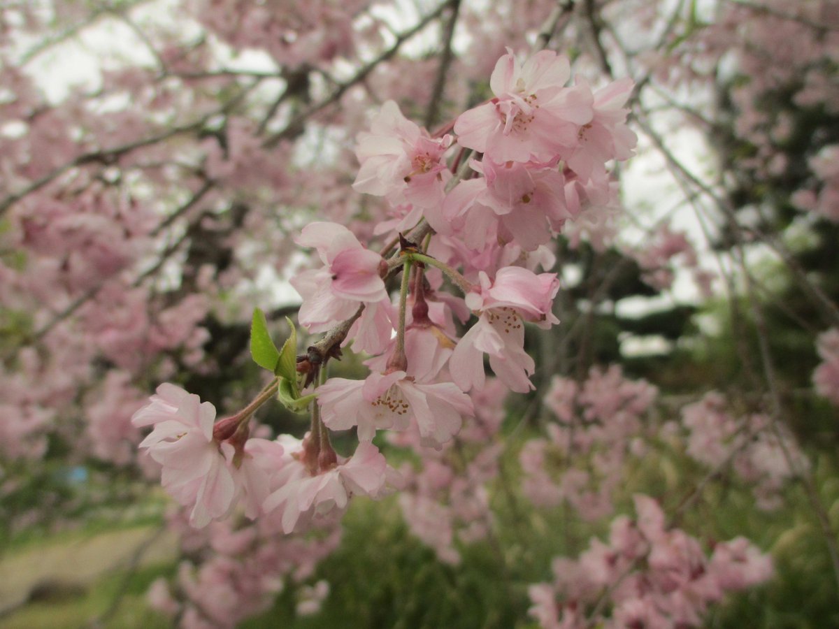 osotoweb's tweet photo. @parkykun 今年もツバメさんたちが帰ってきたよ！浜寺公園のソメイヨシノの花は５割程度残ってるから、週末までもってくれそうだよ。枝垂れ桜は散り始め。枝垂れ桜の一房は、舞妓さんのかんざしみたいに優雅だね。　 #osotoweb http://t.co/iw5rLj1YhE