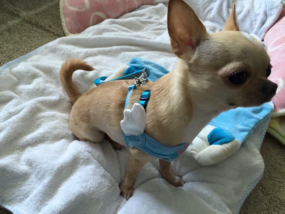 buggooflequio's tweet photo. I feel like I can fly, LOL!
羽が生えてきたよ！
コタロ。
#dog #puppy #cute #adorable #犬 #仔犬 #iPhoneJP http://t.co/qWUihFT0HY
