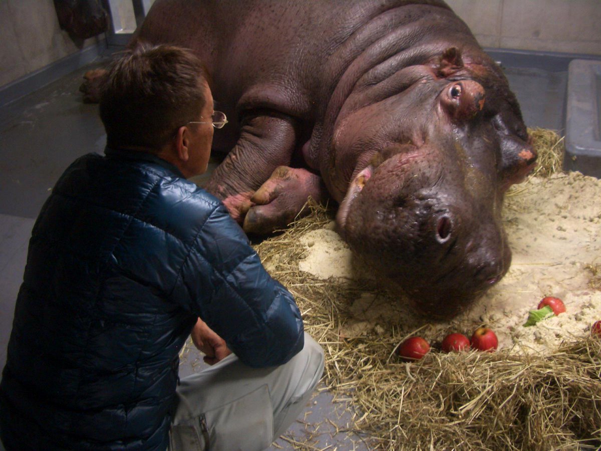 旭川市旭山動物園 公式 Twitter પર ドラマ 新 奇跡の動物園 旭山動物園物語２０１５ 命のバトン 続き 写真は１枚目がザブコ ２枚目が百吉と園長です 園長 ゲンちゃん 日記 平成26年2月 も合わせてご覧ください Http T Co 9gmlobnryq Http T Co