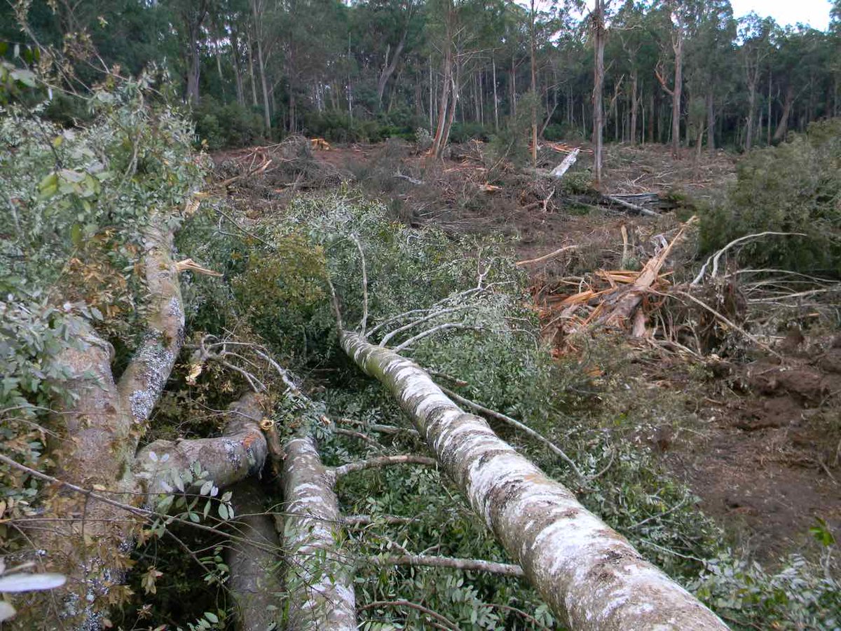 eastgippyforest's tweet photo. Now logging rainforest in #EastGippsland @LisanevilleMP act now to #stopillegallogging #stoploggingrainforest http://t.co/RtVgLWYK3d