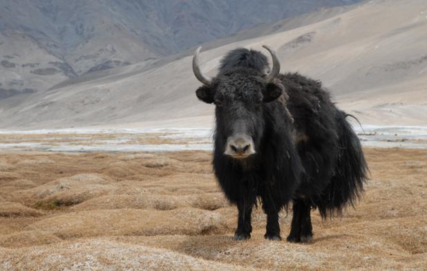 Citron sikkerhed Sammenlignelig Discovery on Twitter: "#AnimalOfTheDay: The yak! (Bos grunniens and Bos  mutus) http://t.co/7wtVXaQ3yU" / Twitter