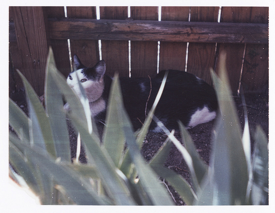 PolaroidWeek's tweet photo. #Purrsday 🐱  #PolaroidWeek 2010 by @madorange:
https://t.co/P0Ig48LQIh http://t.co/Ma7AxsSvpE
