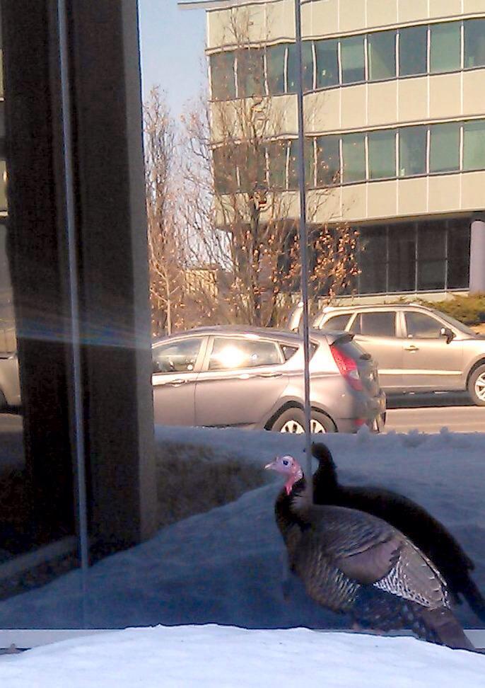 CU_Turkey's tweet photo. Jesus where did I park my car http://t.co/c0RksRBol3