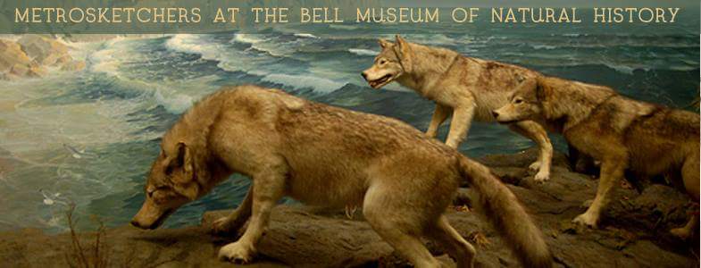 MetroSketchers's tweet image. April sketchout is this Sunday, 4/12, @BellMuseum 12-3pm. New folks will see why the Bell is a sketcher favorite.