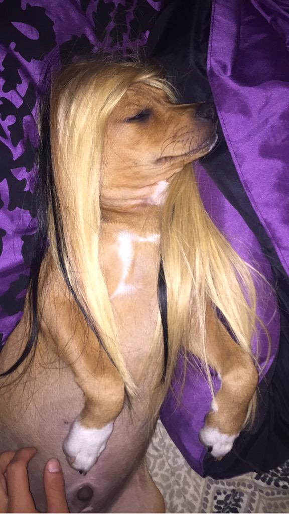 Ehyy_SHEILA's tweet photo. When you feeling yo self a little much 😂😂 #weaveonpoint #s/otomyplug #getlikeme #weavebetterthanyours #sonthate✋ http://t.co/axXCVgUmqr