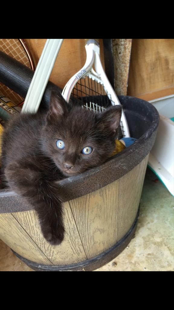 bobbykaufmann1's tweet image. Whose more cute..  RT Axel.  Fav Doc. @DaisyWood22