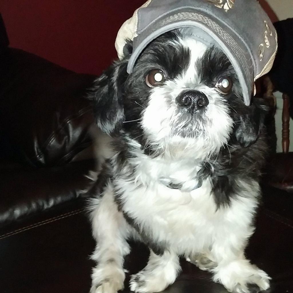 bobbykaufmann1's tweet image. Whose more cute..  RT Axel.  Fav Doc. @DaisyWood22