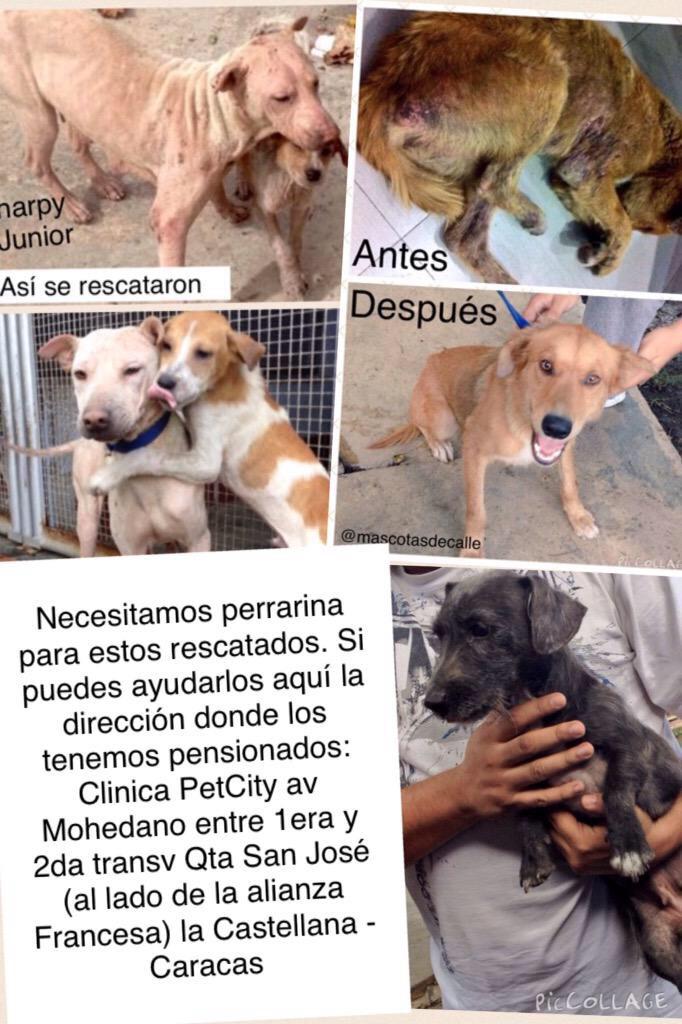 MASCOTASDECALLE's tweet photo. Si no puedes adoptar, ayuda a difundir un RT no es nada para ti, para ellos es una esperanza de conseguir una familia http://t.co/zHoJcq4FmI