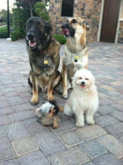 Spike, Teddy, Oso and Chicklet.