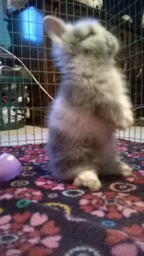 Everytime I look at this girl, I feel like I have a piece of <a href="/AmyLee_thirty3/">Amy-Lee Hart</a> with me. I honestly love my bunny, Poppy