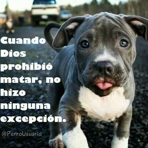 "Quien es cruel con los animales, no puede ser buena persona ... "