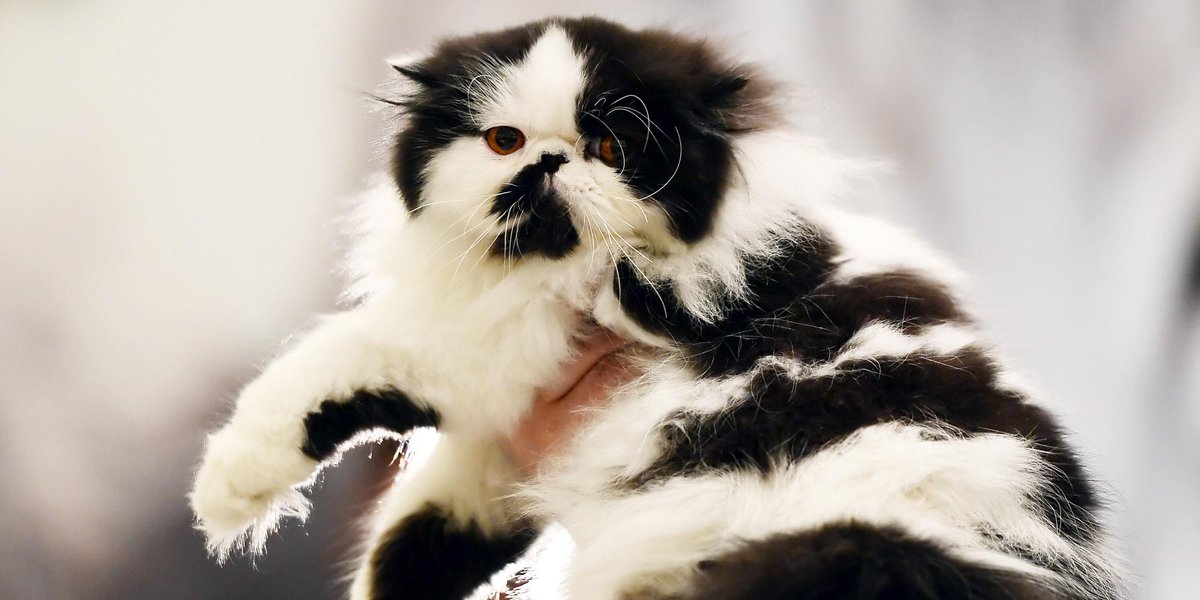 HuffPost's tweet photo. New poll shows America is finally realizing the truth: cat people are awesome!!!  http://t.co/8ThOeI7txR http://t.co/71BaXe0mQQ