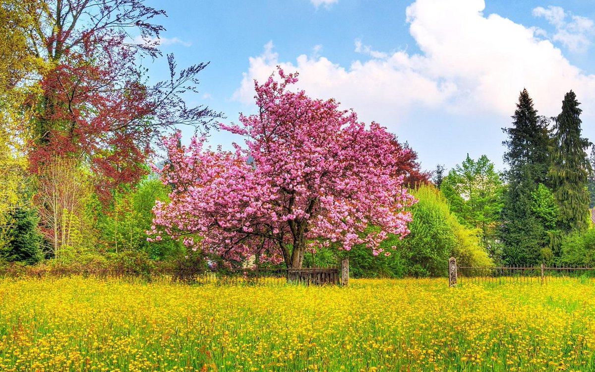 Wallpaperia's tweet photo. Beautiful Spring Nature http://t.co/pmWXxRXm7C http://t.co/xjXBsgI0xZ