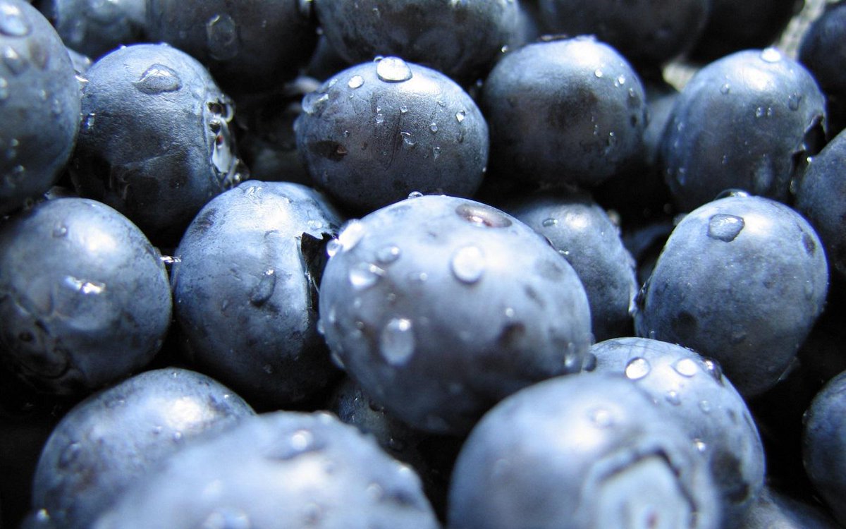 Wallpaperia's tweet photo. Blueberries In HD http://t.co/P1HbEePHMW http://t.co/xG57vrozCg
