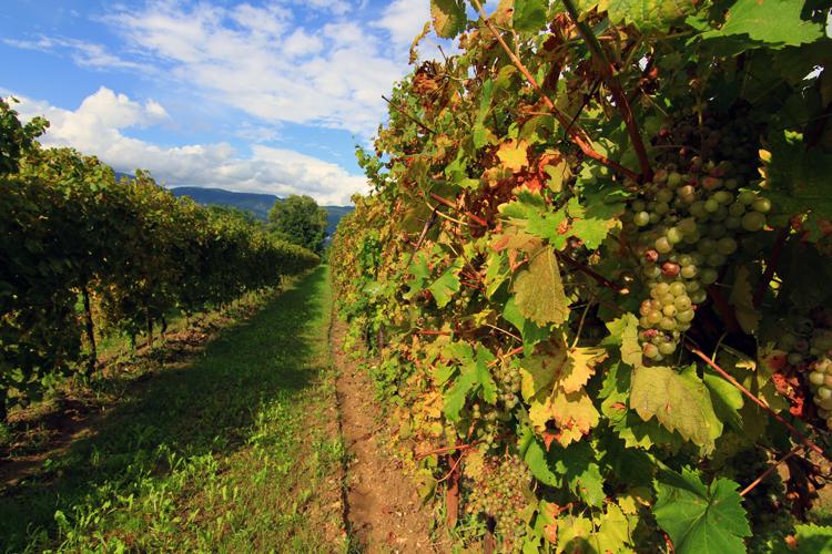 13 Reasons to Go to Friuli Venezia Giulia Right Now buff.ly/1CyLlLE #italy #ngtradar
