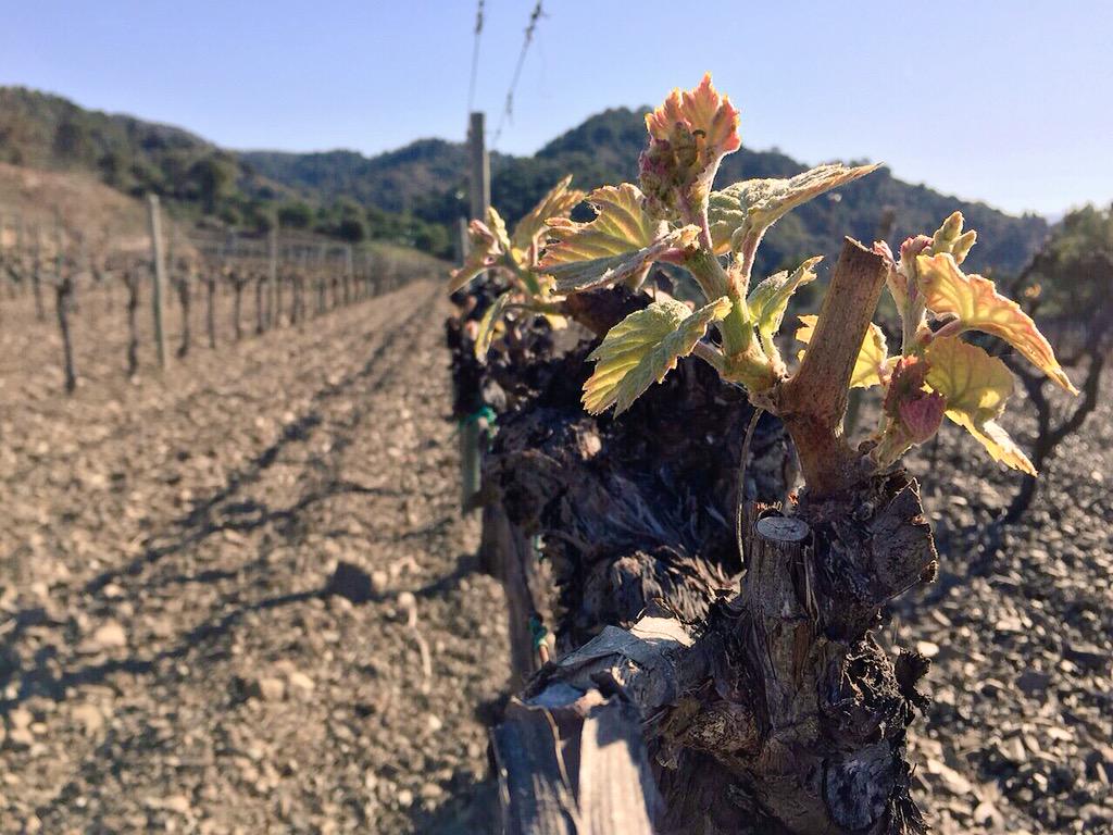closdelobac's tweet photo. Vines begin to sprout. #vines #closdelobac #costersdelsiurana #vineyards #priorat #wine #winelovers #leaf http://t.co/HS6JKw3pE7