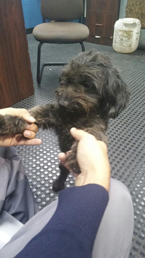 Tango_BME's tweet photo. SE BUSCA AL DUEÑO PERRITA POODLE NEGRA hallada en Estación Zoologico CARACAS 08/04 inf @yiglia http://t.co/U3uL9o75kr