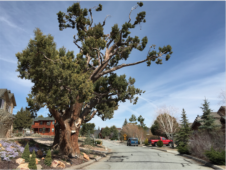 Ted Trent tweet media