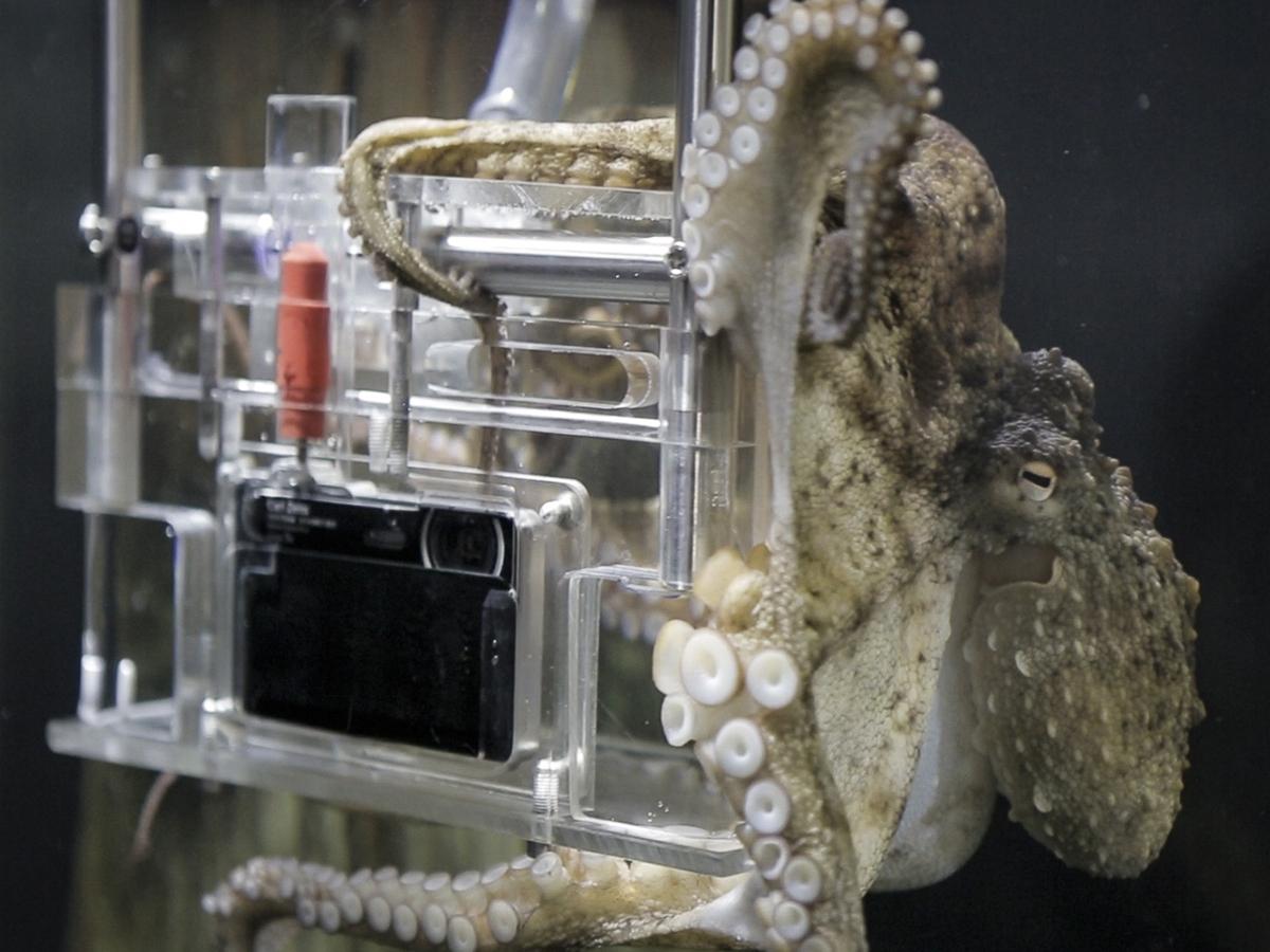 Lights, camera, suction! #Octographer takes #photos with Sony Cyber-shot TX30 bit.ly/1Cs1pz7