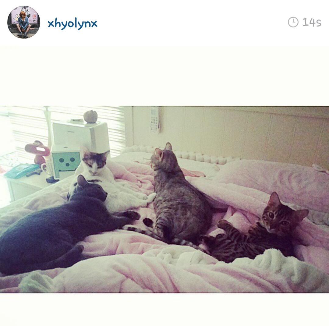 goddessistar's tweet photo. when you realize that hyorin's cats have better life than you.... http://t.co/1IznQymBah