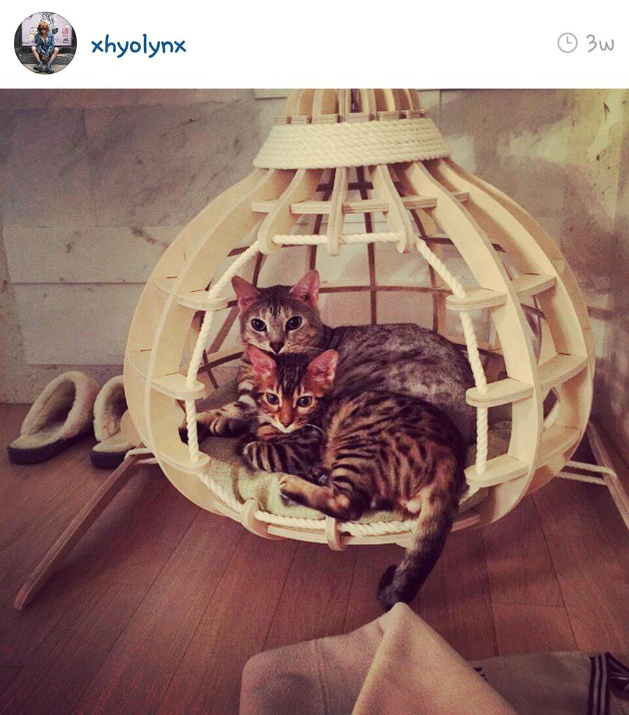 goddessistar's tweet photo. when you realize that hyorin's cats have better life than you.... http://t.co/1IznQymBah
