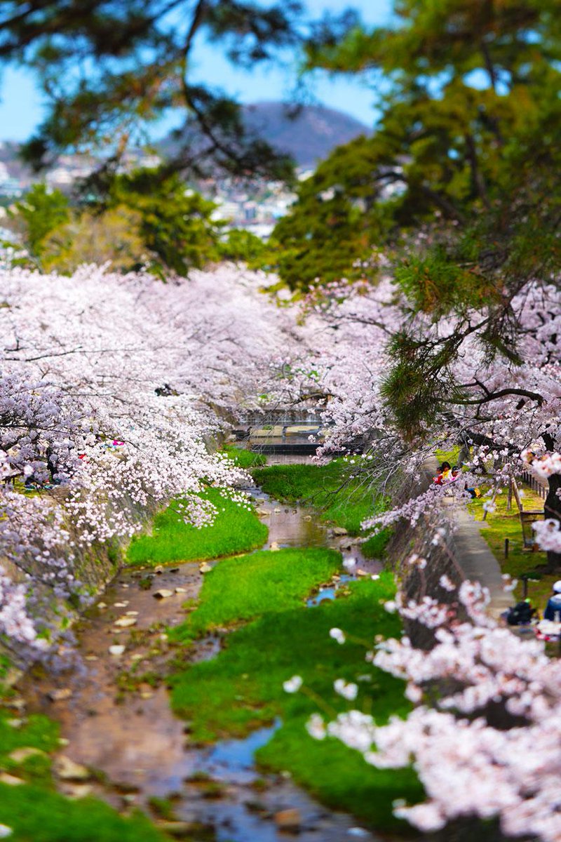 桜の通り抜け 造幣局 桜の通り抜け | Osaka Metro NiNE