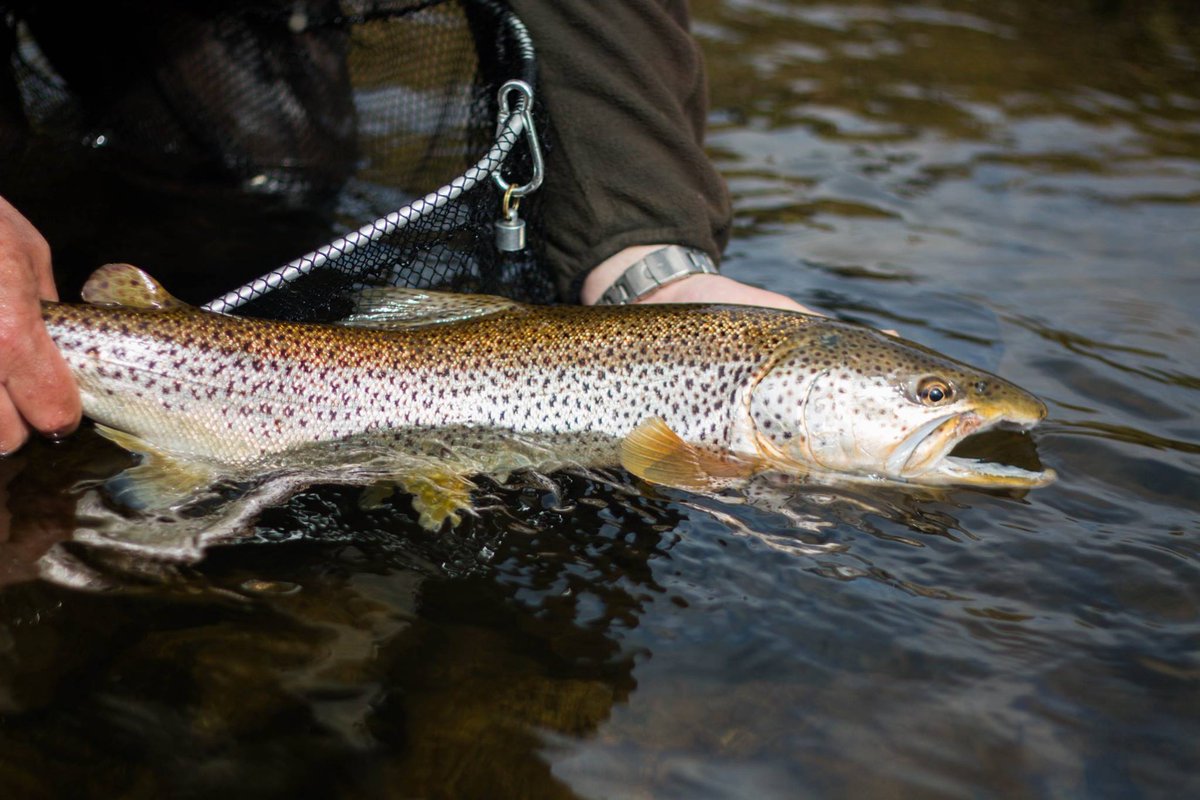 durhamflyfishco's tweet image. Whoo Hoo 'Big uns' on the March Browns ??  63cm Can you Guess the weight??