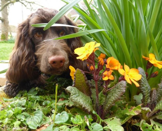 ChilternDogs's tweet image. Cute dogs enjoying Spring blog.hearingdogs.org.uk/2015/04/cute-c…