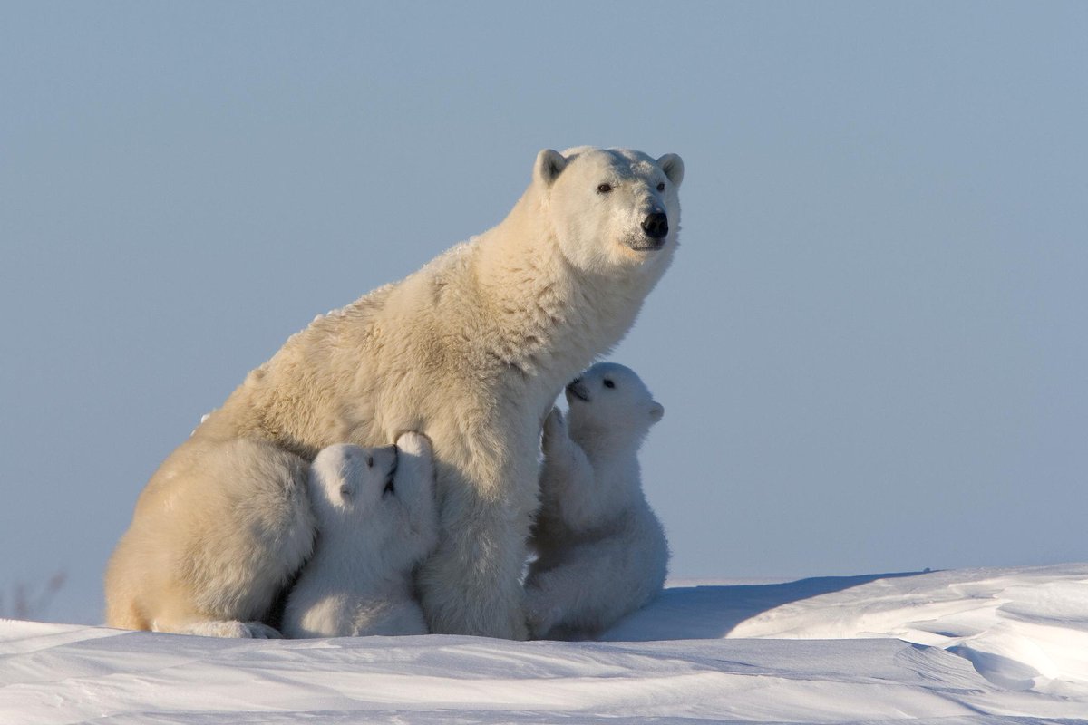 Did you know that polar bear fur isn't white, it's clear? #animalfacts