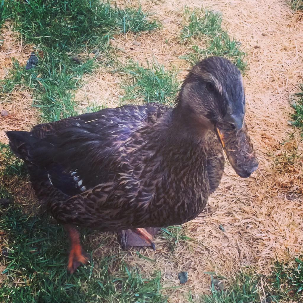 X96todd's tweet photo. My duck loves mud! #rouenduck http://t.co/mYc9cglThf