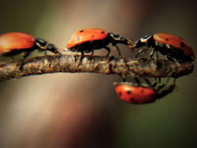 Jaystam97's tweet photo. "Ladybugs have one of the highest rates of sexually transmitted diseases of all insects  #NRT255  #whoknew  http://t.co/JXZNfhXGLw"