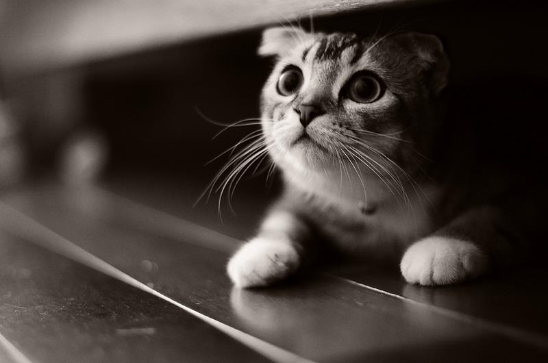 KittyCatVideo's tweet image. They won't find me under here