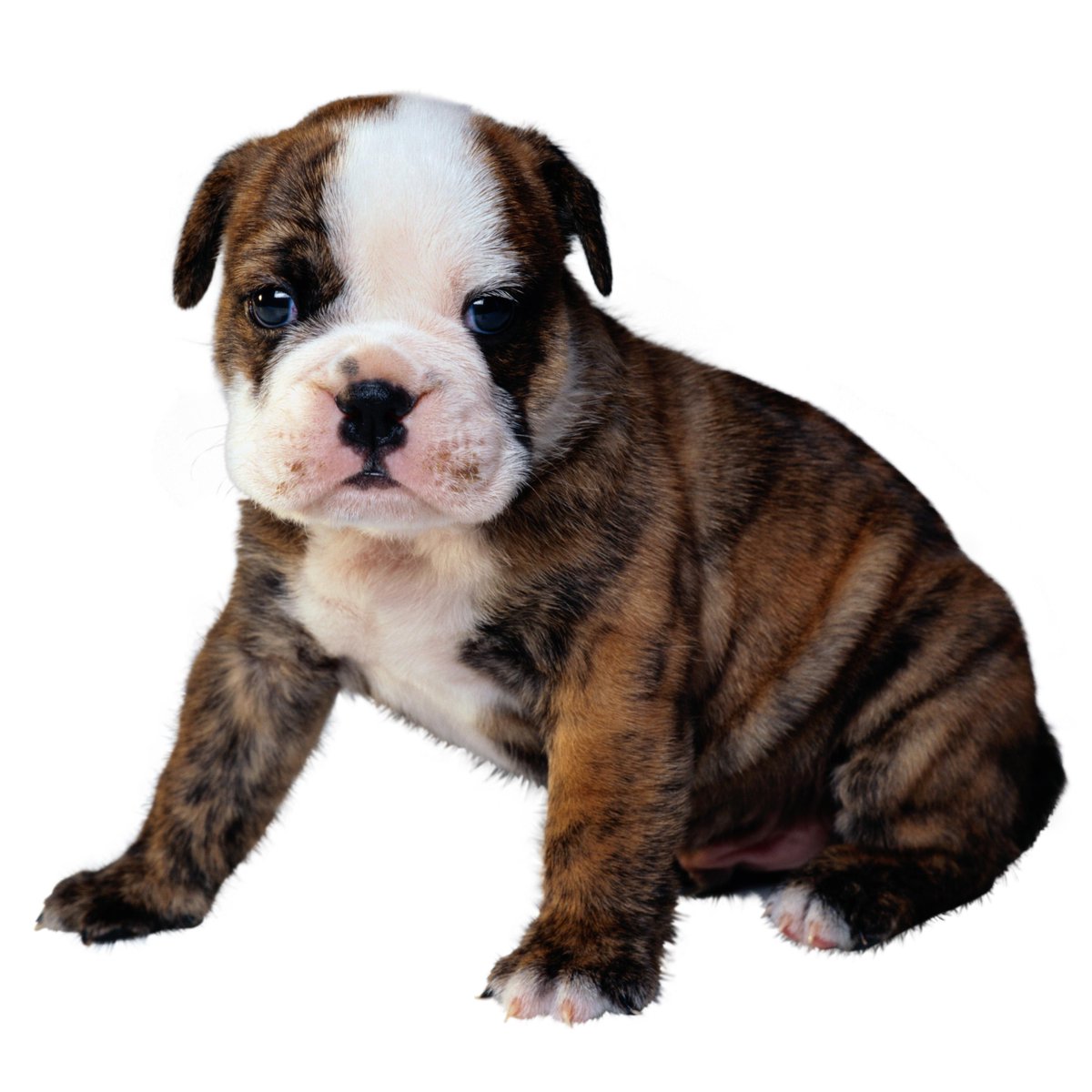 AnimalPlanet's tweet image. Did you know the wrinkles in the bulldog's face were bred in to read like Chinese characters? bit.ly/1ybyCDQ