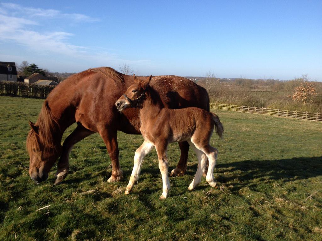 Why not come along to the New Forest Spring Fair and see this  beautiful mare and foal. @newparkspring