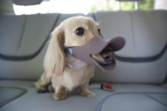grateful_goose's tweet photo. Treat your pup with one of these pawsome gifts for dogs http://t.co/LElhFDgvXi http://t.co/Of3Lz4ZcAn