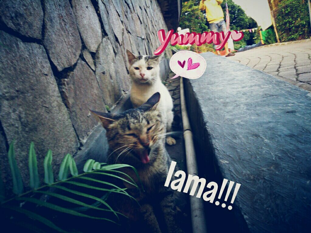 KucingLiar's tweet photo. Udah 3 jam nih... http://t.co/kdItbpkgo7