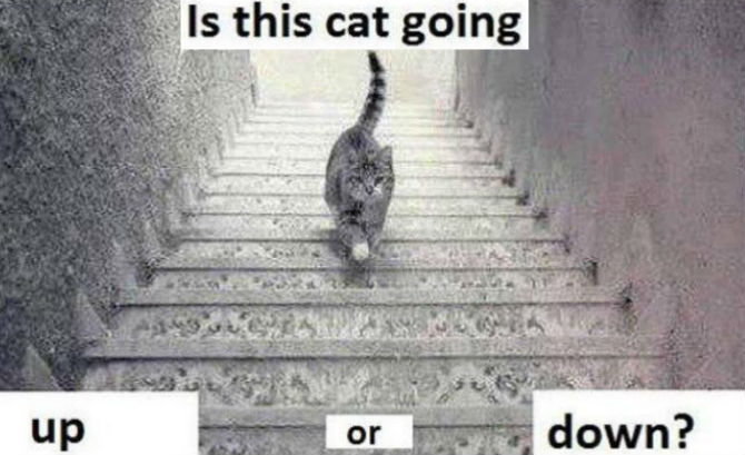 neorgsite's tweet image. La cosa va d'efectes òptics... La nova polèmica a les xarxes és aquest gat: puja o baixa les escales? #catproblem