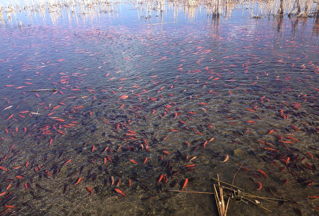 n_kirkpatrick's tweet photo. A few unwanted goldfish turn into thousands and endanger a Colorado lake http://t.co/uH52JnF7dJ http://t.co/xziAWn4wbV