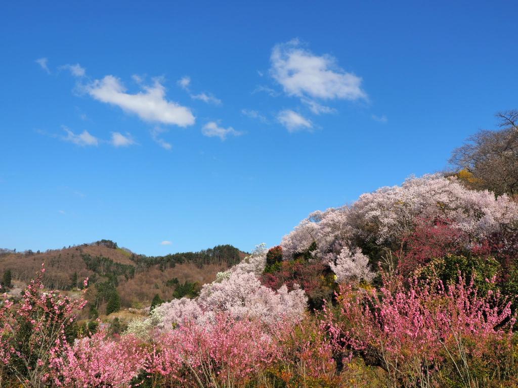 画像を等倍で表示します 画像