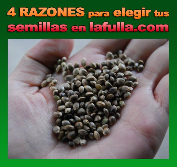 Descuento de un 20% en la compra de vuestras #semillas de #cannabis en nuestra página web bit.ly/1xzLB1h