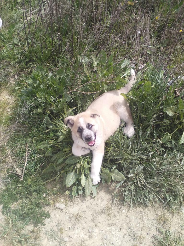 Deiv_Vs's tweet photo. Paseando al bichillo! http://t.co/bwnoLCQQMJ