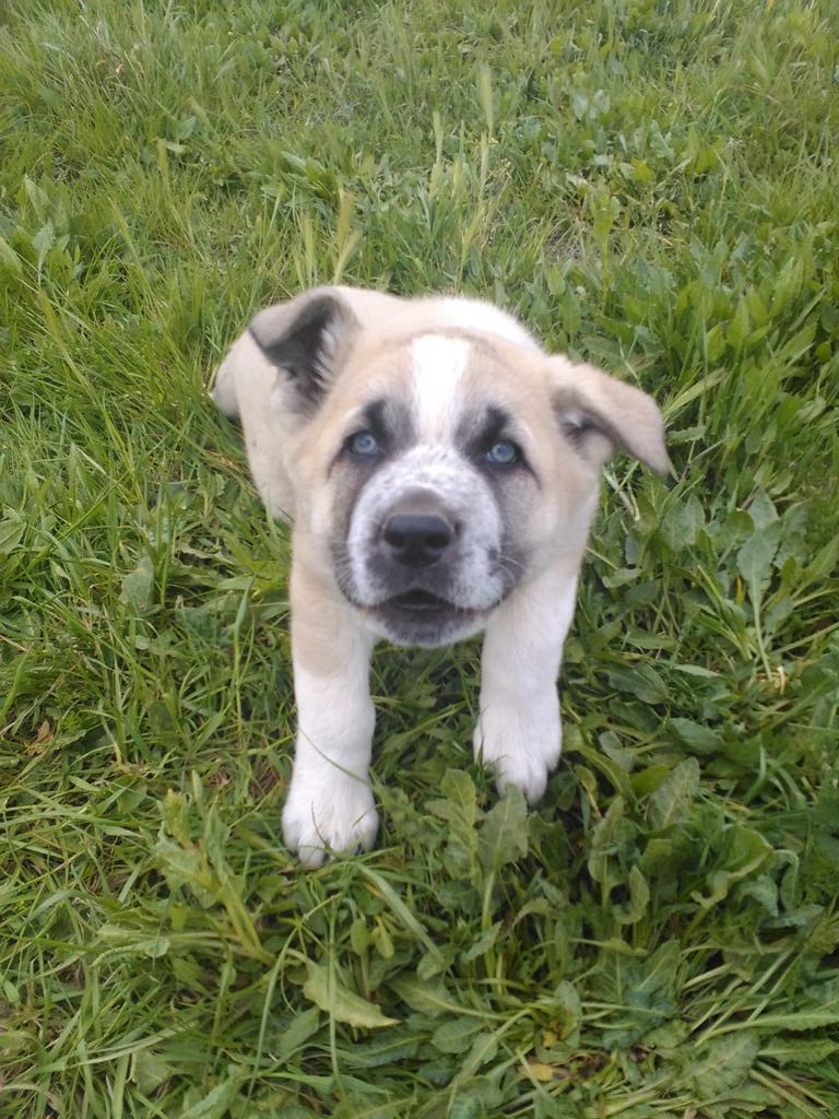 Deiv_Vs's tweet photo. Paseando al bichillo! http://t.co/bwnoLCQQMJ