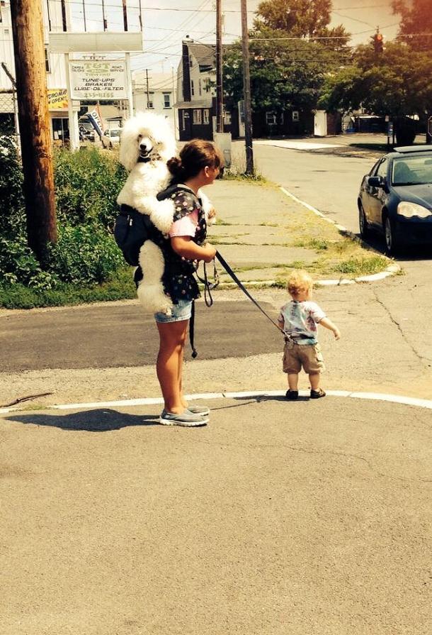 Mystraht's tweet image. Le #chien prend la place du #bébé ! #insolite #baby