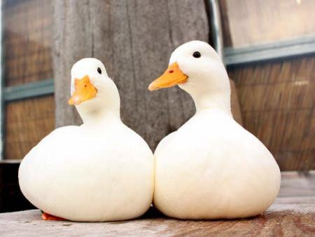 アヒルのもちもちさがヤバい触りたさ凄い Togetter