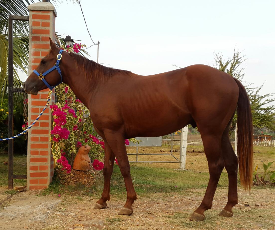 ERamirez_05's tweet photo. Sábado 18 de Abril. Subasta de Toros y Novillas Brahman. También subastaremos estos ejemplares cuarto de milla http://t.co/SCcVqCUb9E